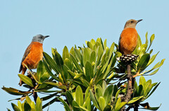 Monticola rupestris