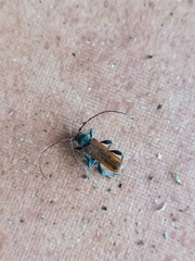 Phymatodes testaceus