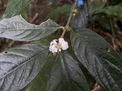 Lasianthus formosensis