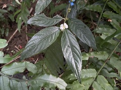 Lasianthus formosensis