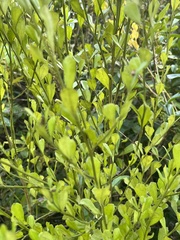 Baccharis glomeruliflora