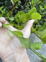 Baccharis glomeruliflora