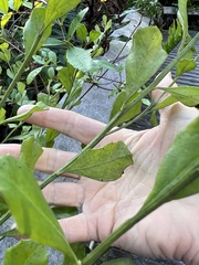 Baccharis glomeruliflora