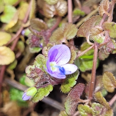 Veronica filiformis