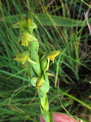 Habenaria laevigata