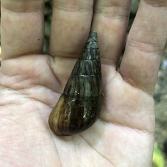 Thiaridae