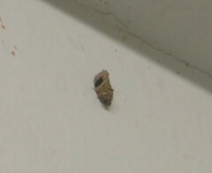 Ophiorrhabda mormopa