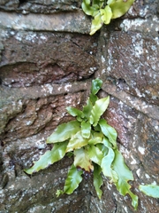 Asplenium scolopendrium scolopendrium
