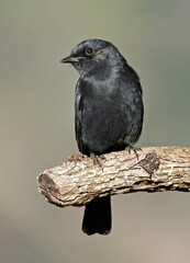 Melaenornis pammelaina