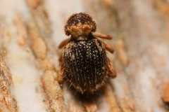 Ptinus bidens