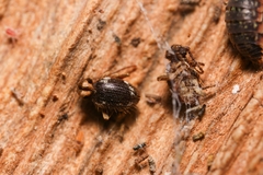 Ptinus bidens