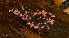 Lycogala epidendrum