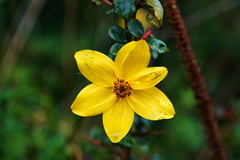 Bidens triplinervia