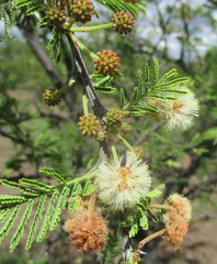 Vachellia luederitzii