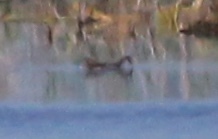 Gallinula galeata cachinnans