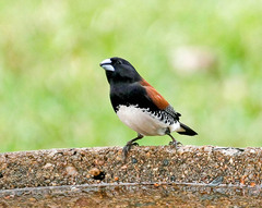 Spermestes bicolor nigriceps