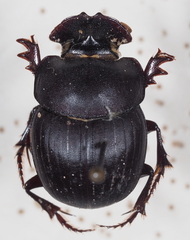 Metacatharsius peleus