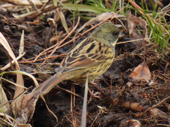 Emberiza personata