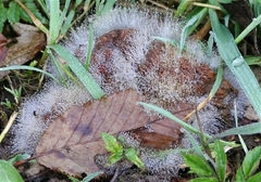Spinellus fusiger