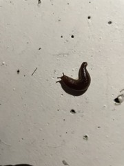 Geomalacus anguiformis