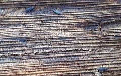 Uleiota planata