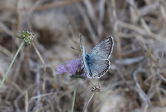 Polyommatus hispana