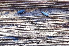 Uleiota planata