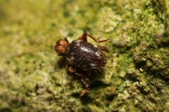Ptinus bidens