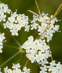 Pimpinella