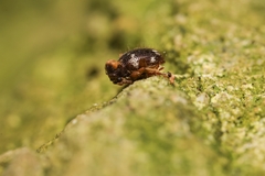 Ptinus bidens