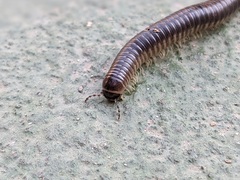Pachyiulus flavipes