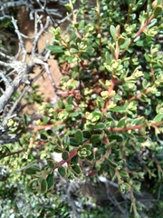 Diospyros austro-africana