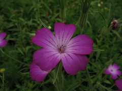 Agrostemma githago
