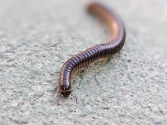 Pachyiulus flavipes
