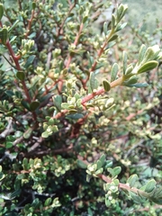 Diospyros austro-africana