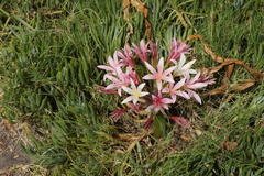 Ammocharis longifolia