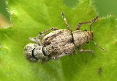 Strophosoma capitatum
