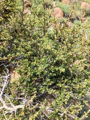 Diospyros austro-africana