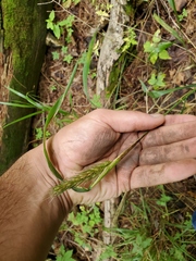 Elymus virginicus virginicus