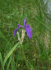 Iris laevigata