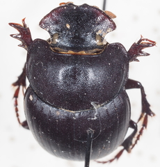 Metacatharsius peleus