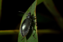 Lagria ventralis