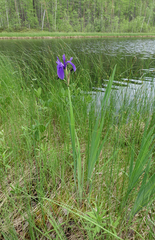 Iris laevigata
