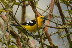 Pheucticus chrysogaster