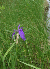 Iris laevigata
