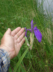 Iris laevigata