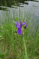 Iris laevigata