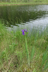 Iris laevigata