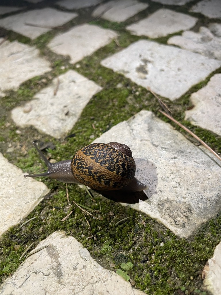 Garden Snail from Lisboa, Portugal on January 13, 2023 at 1118 PM by Constança Terroto