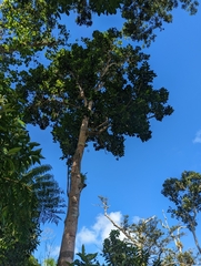 Dacryodes excelsa